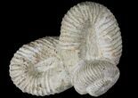 Really Cool Heteromorph (Nostoceras) Ammonite - Madagascar #96197-2